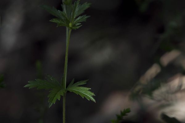 Photos de la flore des Marais du Cassan et de Prentegarde, zone humide protégée, situés sur les communes de Lacapelle-Viescamp, Saint-Etienne-Cantalès et Saint-Paul-des-Landes dans le Cantal. Photos et droits d'auteur réservés : Cantal Photo Club.