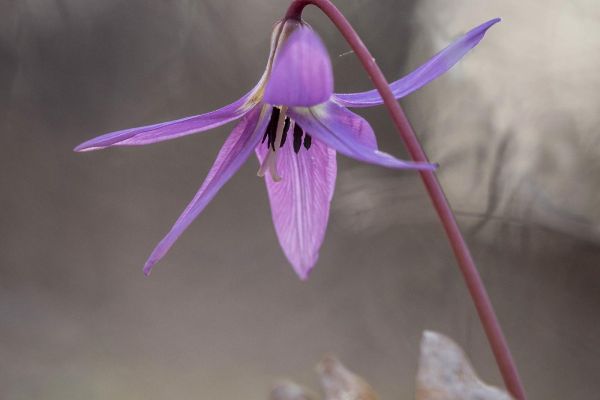Photos de la flore des Marais du Cassan et de Prentegarde, zone humide protégée, situés sur les communes de Lacapelle-Viescamp, Saint-Etienne-Cantalès et Saint-Paul-des-Landes dans le Cantal. Photos et droits d'auteur réservés : Cantal Photo Club.