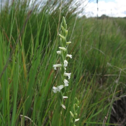 d&rsquo;&eacute;t&eacute; (Spiranthes aestivalis) - Marais du Cassan et de Prentegarde