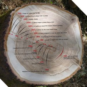 g&eacute;livure sur tronc durant l&rsquo;hiver 85-86, particuli&egrave;rement froid.
