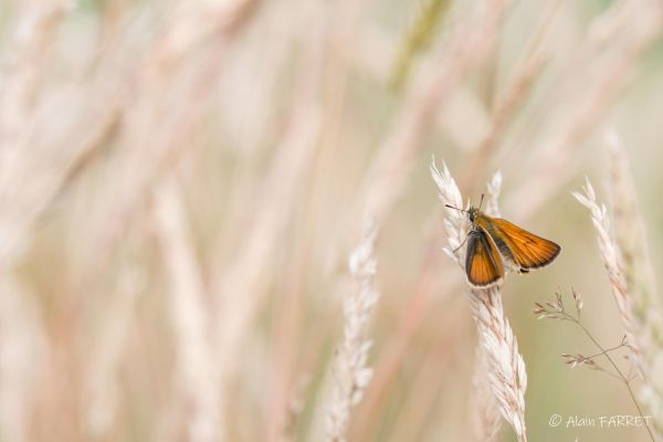 Photos de la faune des Marais du Cassan et de Prentegarde, zone humide prot&eacute;g&eacute;e, situ&eacute;s sur les communes de Lacapelle-Viescamp, Saint-Etienne-Cantal&egrave;s et Saint-Paul-des-Landes dans le Cantal. Photos et droits d'auteur r&eacute;serv&eacute;s : Cantal Photo Club.
