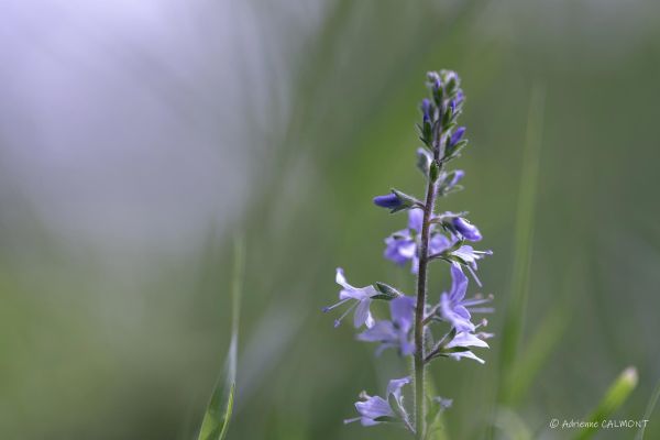 Photos de la flore des Marais du Cassan et de Prentegarde, zone humide prot&eacute;g&eacute;e, situ&eacute;s sur les communes de Lacapelle-Viescamp, Saint-Etienne-Cantal&egrave;s et Saint-Paul-des-Landes dans le Cantal. Photos et droits d'auteur r&eacute;serv&eacute;s : Cantal Photo Club.