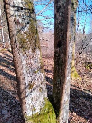 La g&eacute;livure est un d&eacute;faut du bois provoqu&eacute; par des mauvaises conditions de d&eacute;veloppement de l&rsquo;arbre. 
