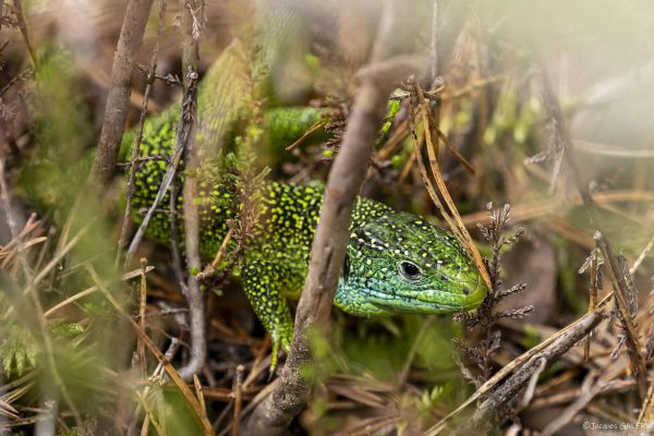 Photos de la faune des Marais du Cassan et de Prentegarde, zone humide prot&eacute;g&eacute;e, situ&eacute;s sur les communes de Lacapelle-Viescamp, Saint-Etienne-Cantal&egrave;s et Saint-Paul-des-Landes dans le Cantal. Photos et droits d'auteur r&eacute;serv&eacute;s : Cantal Photo Club.