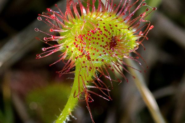 Photos de la flore des Marais du Cassan et de Prentegarde, zone humide prot&eacute;g&eacute;e, situ&eacute;s sur les communes de Lacapelle-Viescamp, Saint-Etienne-Cantal&egrave;s et Saint-Paul-des-Landes dans le Cantal. Photos et droits d'auteur r&eacute;serv&eacute;s : Cantal Photo Club.