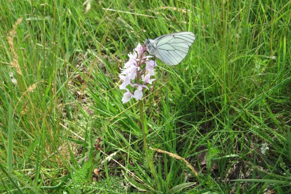 Le marais du cassan et de prentegarde contient une grande diversit&eacute; des esp&egrave;ces de papillons