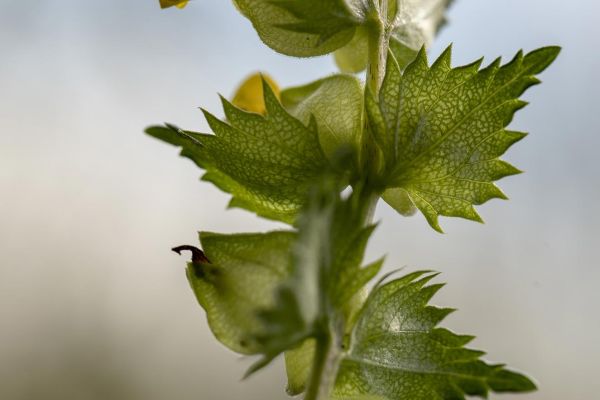 Photos de la flore des Marais du Cassan et de Prentegarde, zone humide prot&eacute;g&eacute;e, situ&eacute;s sur les communes de Lacapelle-Viescamp, Saint-Etienne-Cantal&egrave;s et Saint-Paul-des-Landes dans le Cantal. Photos et droits d'auteur r&eacute;serv&eacute;s : Cantal Photo Club.