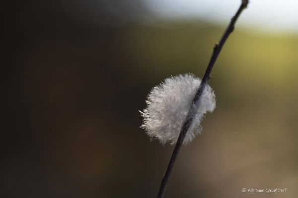 Photos de la flore des Marais du Cassan et de Prentegarde, zone humide protégée, situés sur les communes de Lacapelle-Viescamp, Saint-Etienne-Cantalès et Saint-Paul-des-Landes dans le Cantal. Photos et droits d'auteur réservés : Cantal Photo Club.