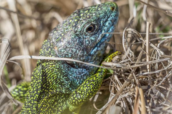 Photos de la faune des Marais du Cassan et de Prentegarde, zone humide prot&eacute;g&eacute;e, situ&eacute;s sur les communes de Lacapelle-Viescamp, Saint-Etienne-Cantal&egrave;s et Saint-Paul-des-Landes dans le Cantal. Photos et droits d'auteur r&eacute;serv&eacute;s : Cantal Photo Club.
