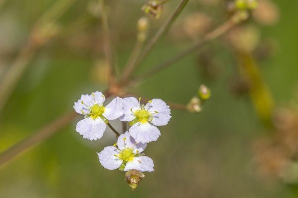 Photos de la flore des Marais du Cassan et de Prentegarde, zone humide prot&eacute;g&eacute;e, situ&eacute;s sur les communes de Lacapelle-Viescamp, Saint-Etienne-Cantal&egrave;s et Saint-Paul-des-Landes dans le Cantal. Photos et droits d'auteur r&eacute;serv&eacute;s : Cantal Photo Club.