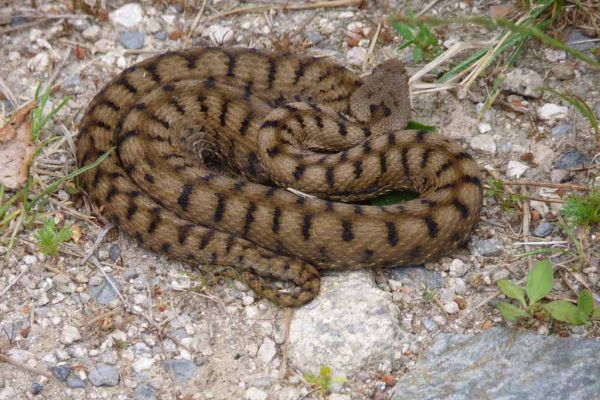 8 esp&egrave;ces de reptiles ont &eacute;t&eacute; inventori&eacute;s au Marais du Cassan et de Prentegarde