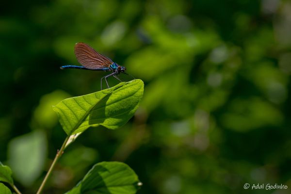 Photos de la faune des Marais du Cassan et de Prentegarde, zone humide prot&eacute;g&eacute;e, situ&eacute;s sur les communes de Lacapelle-Viescamp, Saint-Etienne-Cantal&egrave;s et Saint-Paul-des-Landes dans le Cantal. Photos et droits d'auteur r&eacute;serv&eacute;s : Cantal Photo Club.