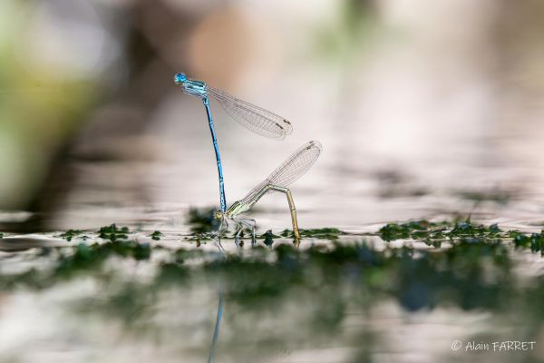 Photos de la faune des Marais du Cassan et de Prentegarde, zone humide prot&eacute;g&eacute;e, situ&eacute;s sur les communes de Lacapelle-Viescamp, Saint-Etienne-Cantal&egrave;s et Saint-Paul-des-Landes dans le Cantal. Photos et droits d'auteur r&eacute;serv&eacute;s : Cantal Photo Club.