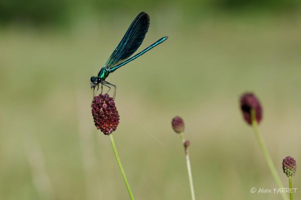 Photos de la faune des Marais du Cassan et de Prentegarde, zone humide prot&eacute;g&eacute;e, situ&eacute;s sur les communes de Lacapelle-Viescamp, Saint-Etienne-Cantal&egrave;s et Saint-Paul-des-Landes dans le Cantal. Photos et droits d'auteur r&eacute;serv&eacute;s : Cantal Photo Club.