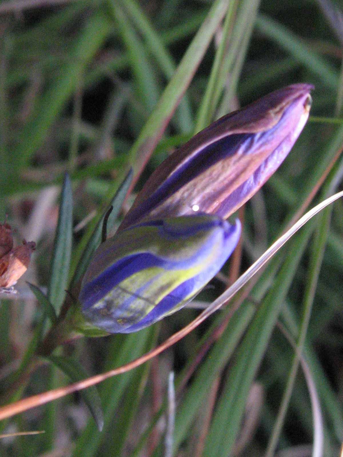 Gentiane pneumonanthe au Marais du Cassan et de Prentegarde.