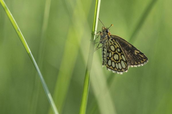 Photos de la faune des Marais du Cassan et de Prentegarde, zone humide protégée, situés sur les communes de Lacapelle-Viescamp, Saint-Etienne-Cantalès et Saint-Paul-des-Landes dans le Cantal. Photos et droits d'auteur réservés : Cantal Photo Club.