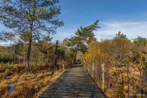 Photos des plus beaux paysages des Marais du Cassan et de Prentegarde, zone humide protégée, situés sur les communes de Lacapelle-Viescamp, Saint-Etienne-Cantalès et Saint-Paul-des-Landes dans le Cantal. Photos et droits d'auteur réservés : Cantal Photo Club.