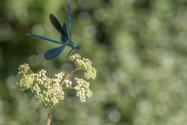 Photos de la faune des Marais du Cassan et de Prentegarde, zone humide protégée, situés sur les communes de Lacapelle-Viescamp, Saint-Etienne-Cantalès et Saint-Paul-des-Landes dans le Cantal. Photos et droits d'auteur réservés : Cantal Photo Club.