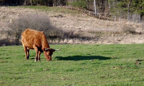 L’activité principale du site est l’agriculture avec 17 exploitations agricoles au Marais du Cassan et de Prentegarde.