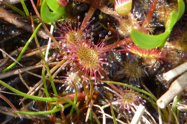 Des sorties botaniques sont organisées au sein du Marais du Cassan et de Prentegarde