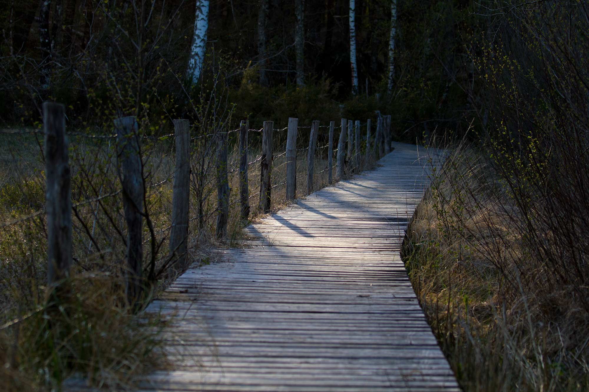 Sentier de bois traversant les marais du cassan et de prentegarde. Photos et droits d'auteur réservés : Cantal Photo Club