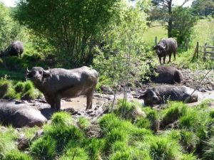 Arrivée des bufflones dans le Cantal en 2017.