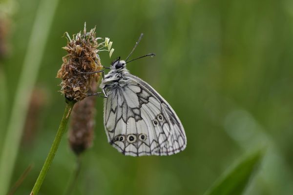 Photos de la faune des Marais du Cassan et de Prentegarde, zone humide protégée, situés sur les communes de Lacapelle-Viescamp, Saint-Etienne-Cantalès et Saint-Paul-des-Landes dans le Cantal. Photos et droits d'auteur réservés : Cantal Photo Club.