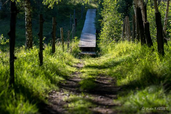 Photos des plus beaux paysages des Marais du Cassan et de Prentegarde, zone humide protégée, situés sur les communes de Lacapelle-Viescamp, Saint-Etienne-Cantalès et Saint-Paul-des-Landes dans le Cantal. Photos et droits d'auteur réservés : Cantal Photo Club. 