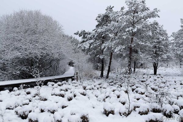 Photos des plus beaux paysages des Marais du Cassan et de Prentegarde, zone humide protégée, situés sur les communes de Lacapelle-Viescamp, Saint-Etienne-Cantalès et Saint-Paul-des-Landes dans le Cantal. Photos et droits d'auteur réservés : Cantal Photo Club.