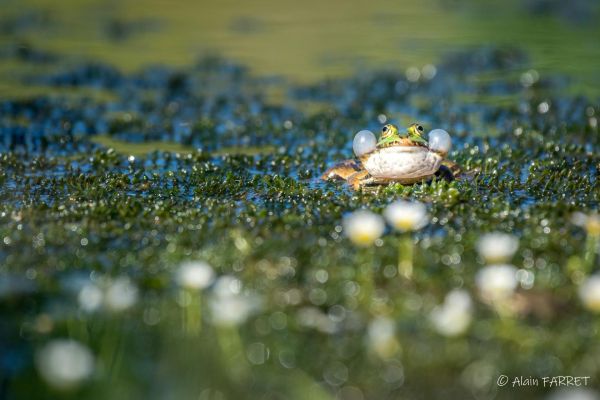 Photos de la faune des Marais du Cassan et de Prentegarde, zone humide protégée, situés sur les communes de Lacapelle-Viescamp, Saint-Etienne-Cantalès et Saint-Paul-des-Landes dans le Cantal. Photos et droits d'auteur réservés : Cantal Photo Club.