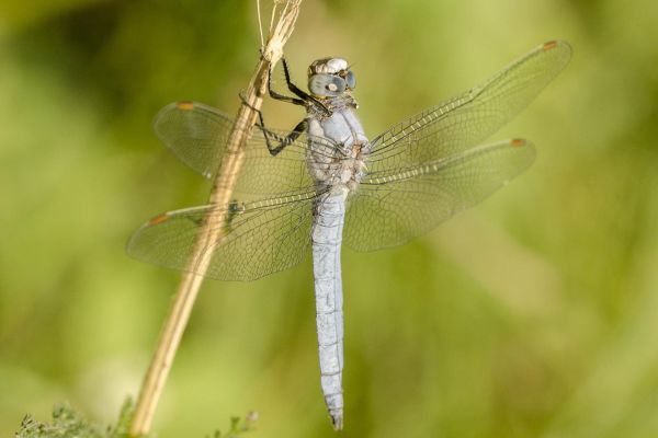 Photos de la faune des Marais du Cassan et de Prentegarde, zone humide protégée, situés sur les communes de Lacapelle-Viescamp, Saint-Etienne-Cantalès et Saint-Paul-des-Landes dans le Cantal. Photos et droits d'auteur réservés : Cantal Photo Club.