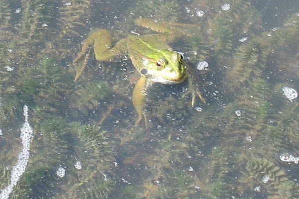 Il existe 9 espèces d’amphibiens au Marais du Cassan et de Prentegarde