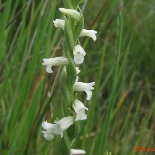 Spiranthe d’été (Spiranthes aestivalis) - Marais du Cassan et de Prentegarde