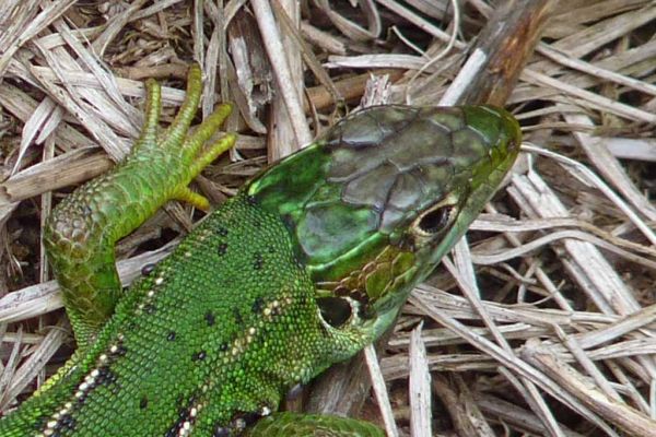 8 espèces de reptiles ont été inventoriés  au Marais du Cassan et de Prentegarde