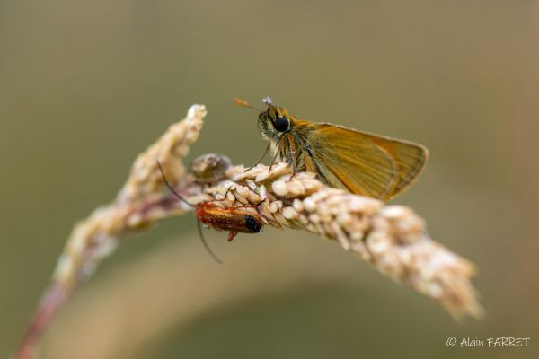 Photos de la faune des Marais du Cassan et de Prentegarde, zone humide protégée, situés sur les communes de Lacapelle-Viescamp, Saint-Etienne-Cantalès et Saint-Paul-des-Landes dans le Cantal. Photos et droits d'auteur réservés : Cantal Photo Club.