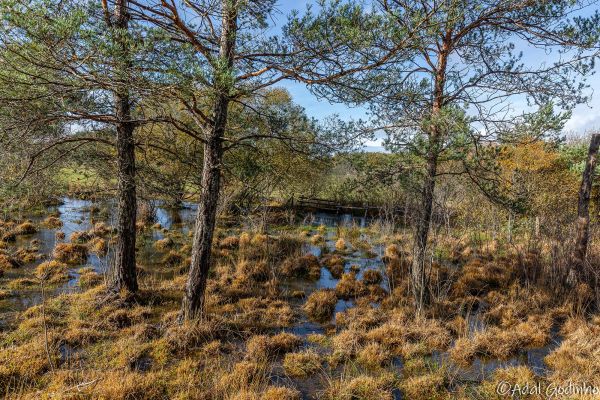 Photos des plus beaux paysages des Marais du Cassan et de Prentegarde, zone humide protégée, situés sur les communes de Lacapelle-Viescamp, Saint-Etienne-Cantalès et Saint-Paul-des-Landes dans le Cantal. Photos et droits d'auteur réservés : Cantal Photo Club. 