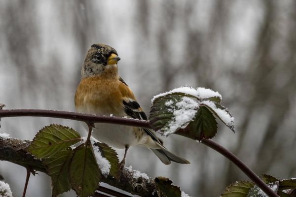 Photos de la faune des Marais du Cassan et de Prentegarde, zone humide protégée, situés sur les communes de Lacapelle-Viescamp, Saint-Etienne-Cantalès et Saint-Paul-des-Landes dans le Cantal. Photos et droits d'auteur réservés : Cantal Photo Club.